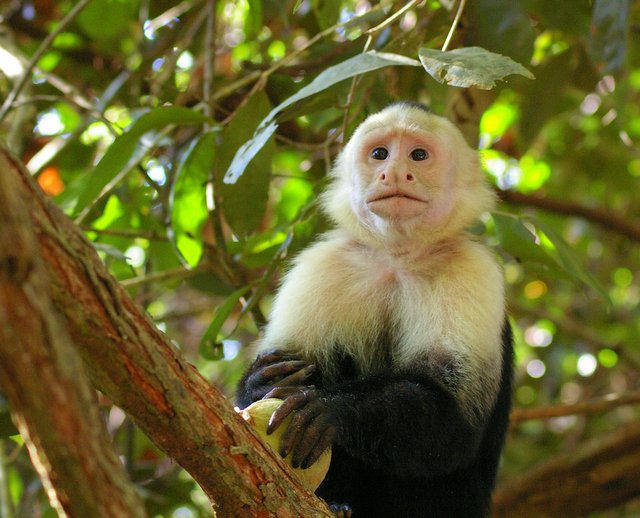 capuchin1.jpg