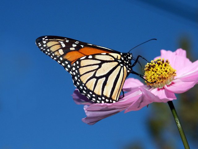 dreamstime_xxl_84945645_monarch cosmos_small.jpg