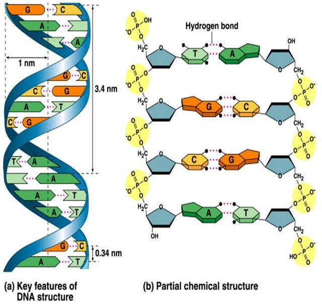 DNA structure.jpg