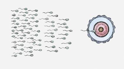 Cuantos-espermatozoides-hay-en-una-eyaculacion-promedio-1.jpg