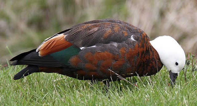 800px-Female_Paradise_duck_(30999792470).jpg