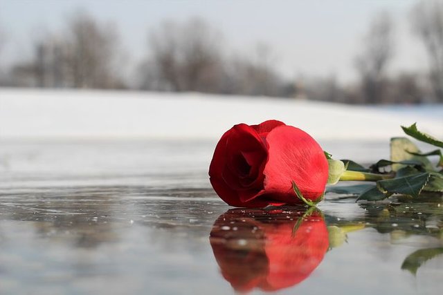 red-rose-on-ice-3189026__480.jpg