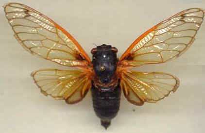 17cicada.jpg