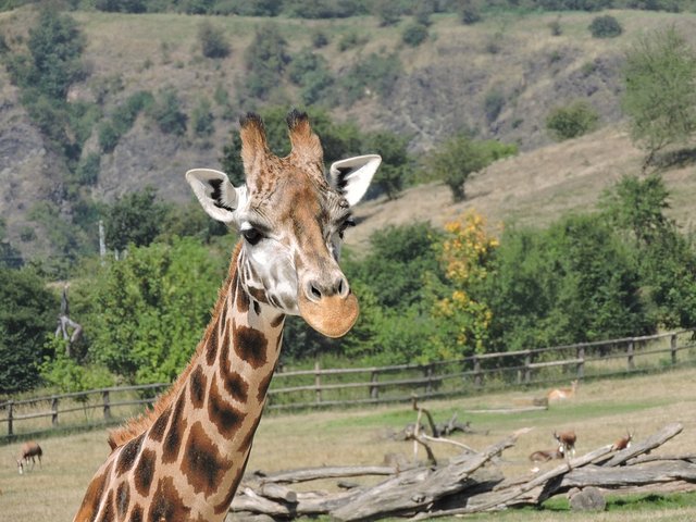 Giraffe-Zoo-The-Prague-Zoo-1819253.jpg