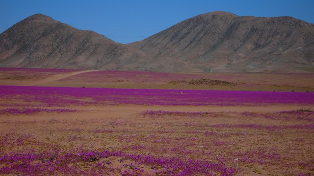 desiertoflorido.jpg