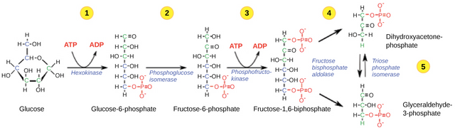 Metabolic pathway glycolysis.png