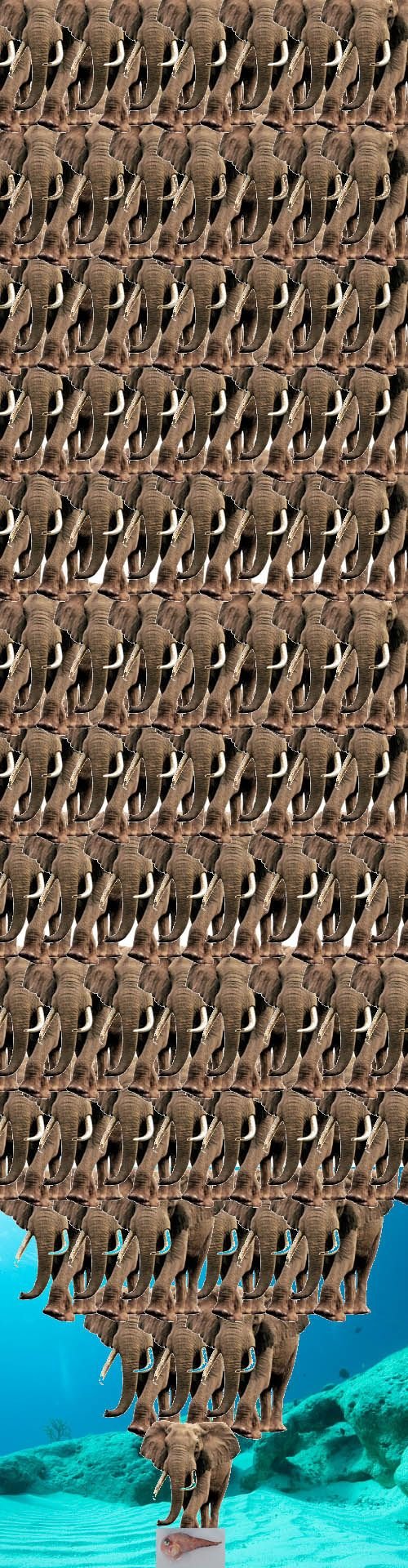 Elephants.jpg