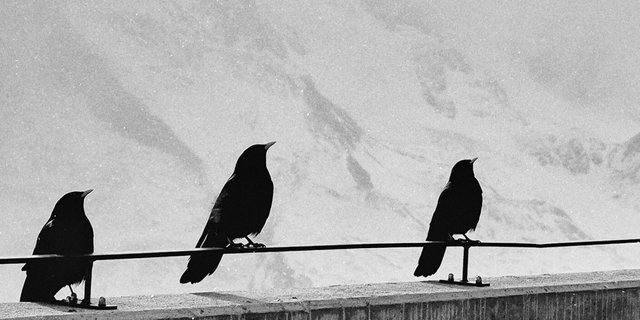 three crows fiction.jpg