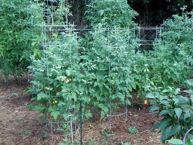 husky-cherry-red-tomato-plants.jpg