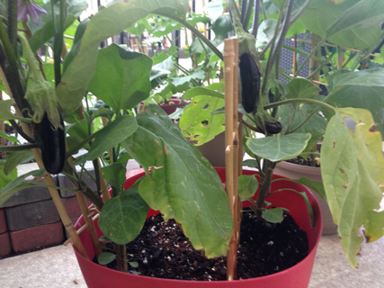 eggplant_growing.png