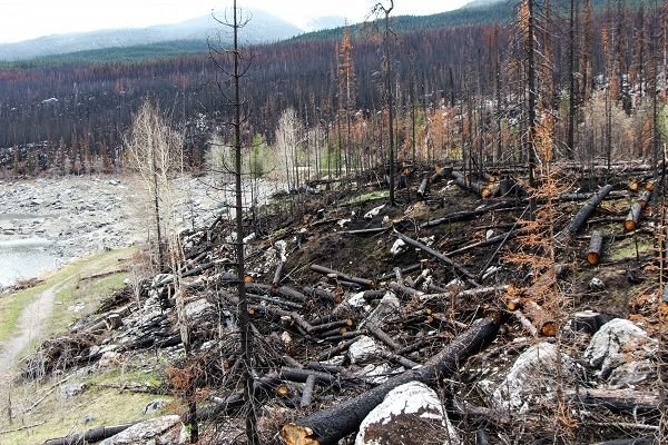 forest_fire_spirit_lake_jasper_alberta_canada_charred_bank_branch-593038.jpg!d.jpg