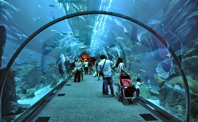 Underwater-Zoo.jpg