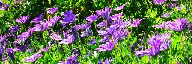 Lotsa purple daisies landscape.jpg