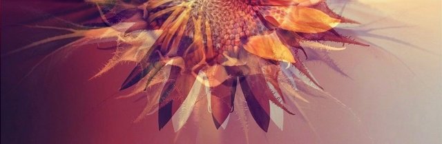 sunflower-fractal-retrovint 2.jpg