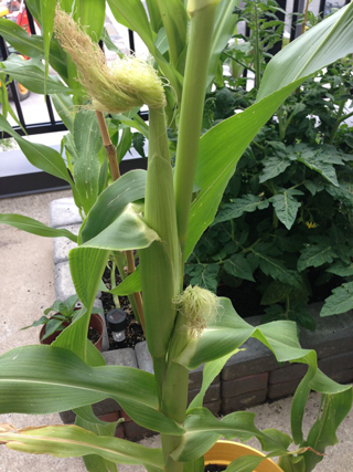 corn_growing.png