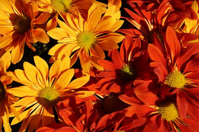 AutumnFlowers.png