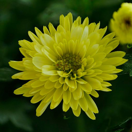 CHRySaNTHeMuM02-signed.jpg