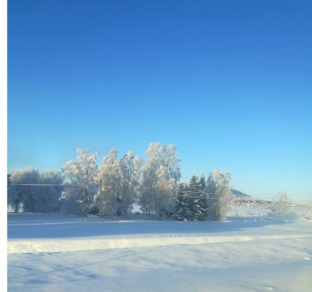 Frozen Trees Winter Photography in Steemit Blog