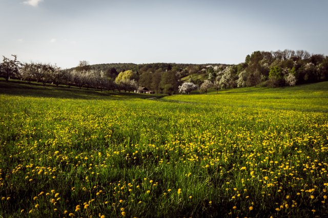 Wald_7.jpg