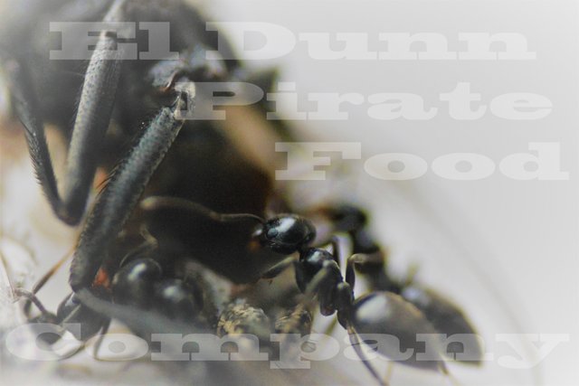 Ant Feast Macro Watermark.jpg