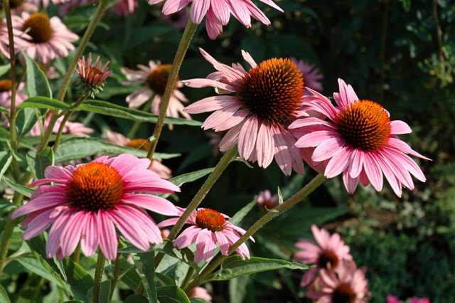 purple_coneflowers.jpg