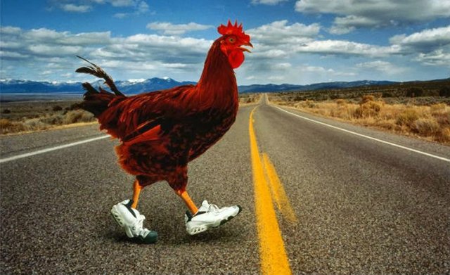 Chicken-Crossing-The-Road-Ends-In-911-Call-No-Joke-Video.jpg