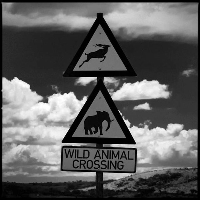 6711-Be_careful_Wild_animal_crossing_Laurent_Baheux_xgaplus.jpg