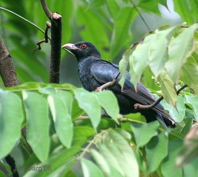 Asian_Koel_(Male).jpg