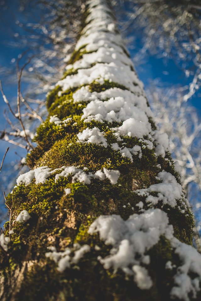 crimsonclad-snow-trees-3.jpg