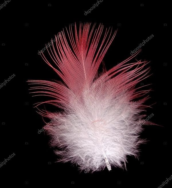 depositphotos_6823648-stock-photo-galah-bird-feather-pink-and.jpg