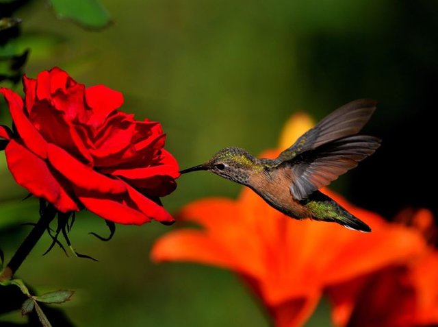hummingb.jpg
