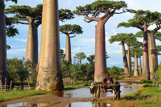Copacii-Baobab.jpg