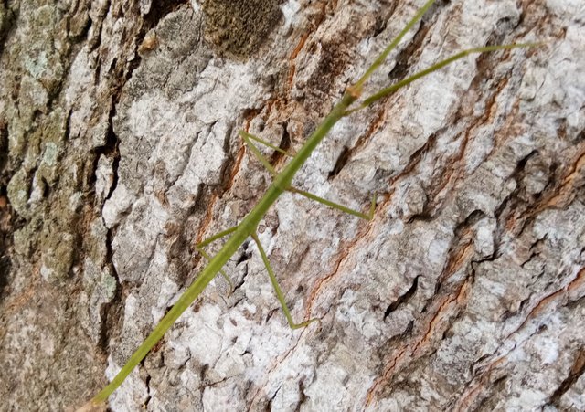 Belalang Sembah Praying Mantis Steemit