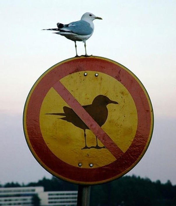 seagullonsign.jpg