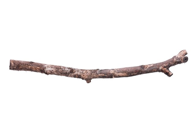 bigstock-single-dry-tree-branch-isola-32101715.jpg