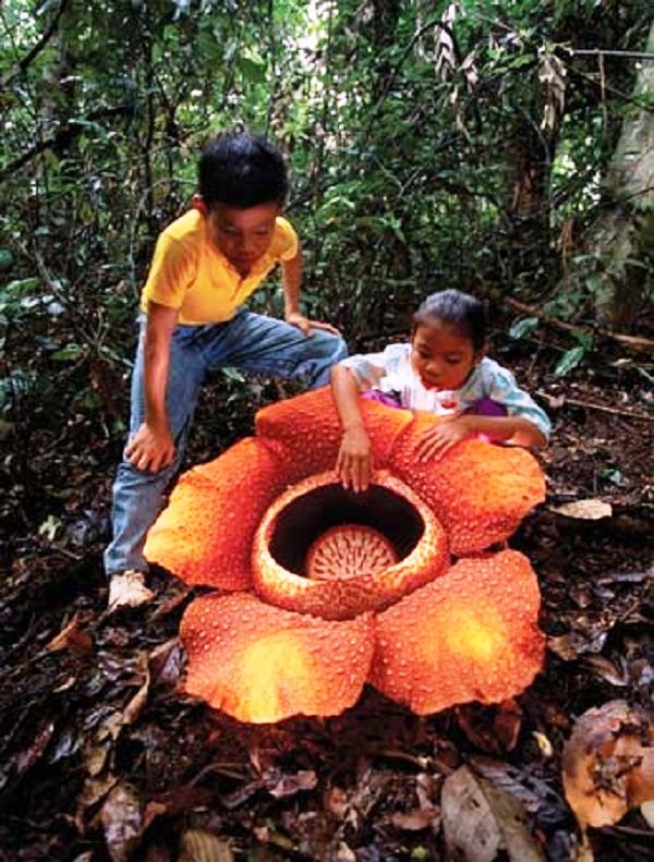 Rafflesia-Arnoldii-largest-flower-in-the-world.jpg