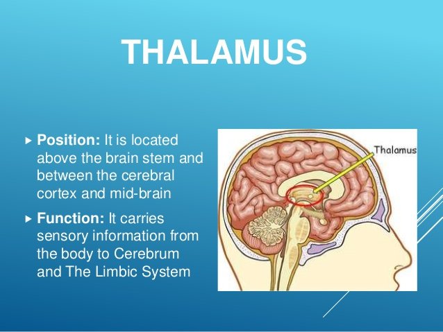 the-human-brain-its-parts-and-functions-4-638.jpg