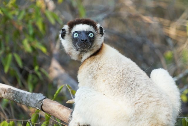 DSC01324- sifaka.jpg