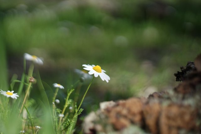 Marocan chamomile pentacon 1.jpg