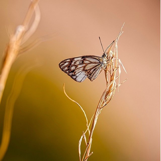 Resting-Beauty-at-sun-set-glow-.jpg