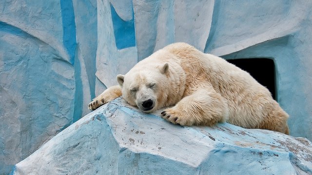 Sleeping-Polar-Bear-HD-Wallpapers.jpg