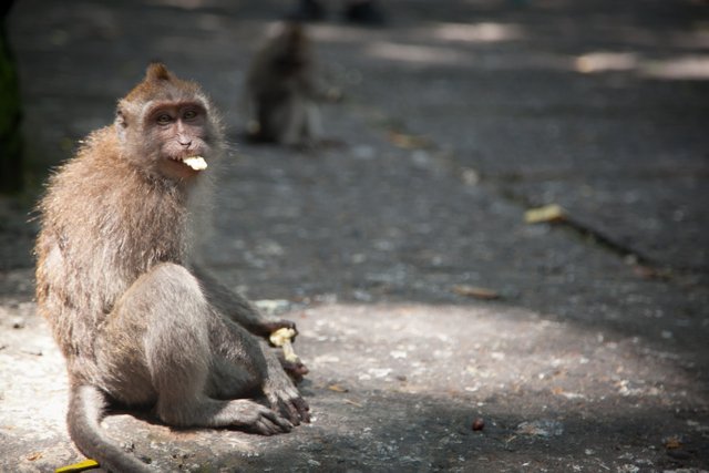 monkeys-9.jpg