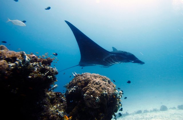 indonesia-protecting-mantas.jpg