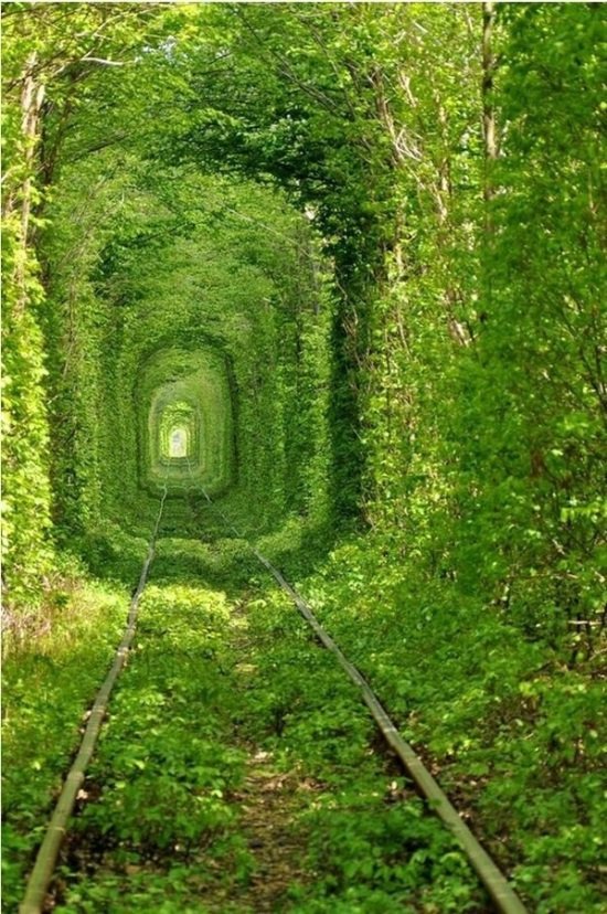 tunel del amor Kevlan, Ucrania.jpg