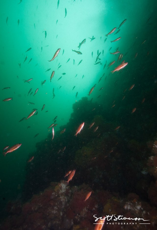 Puget Sound Rockfish-5.jpg