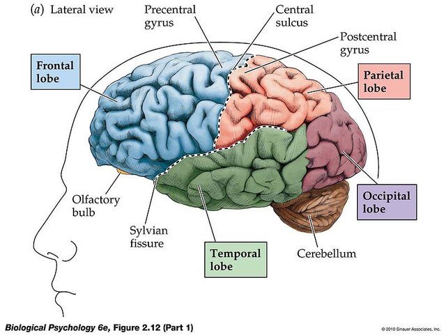 Brain_areas.jpg