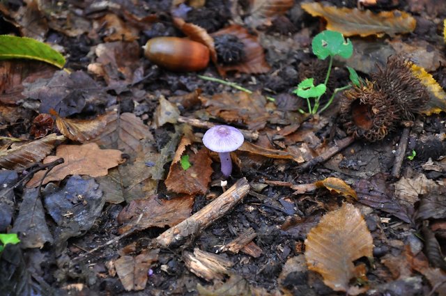 mushroom_forest_autumn_purple_mushrooms-849433.jpg!d.jpg