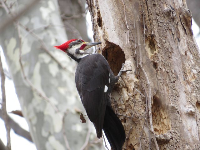 stockvault-pileated-woodpecker205834.jpg