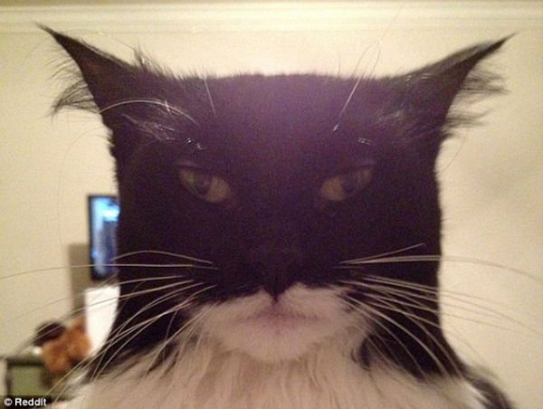 catman.jpg