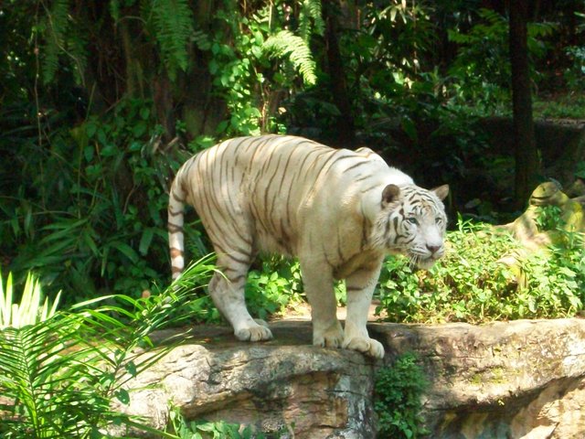 singapor zoo 131vv.jpg